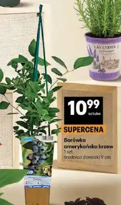 Delikatesy Centrum Borówka amerykańska krzew oferta