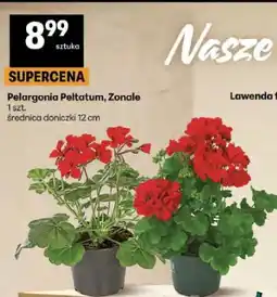 Delikatesy Centrum Pelargonia Peltatum, Zonale oferta
