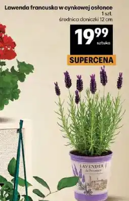 Delikatesy Centrum Lawenda francuska w cynkowej osłonce oferta