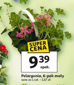 Auchan Pelargonia 6-pak mały oferta