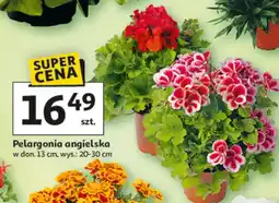Auchan Pelargonia angielska oferta