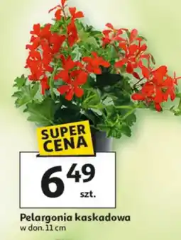 Auchan Pelargonia kaskadowa oferta