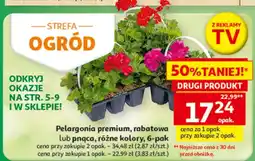 Auchan Pelargonia premium, rabatowa lub pnąca, różne kolory, 6-pak oferta