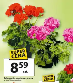 Auchan Pelargonia rabatowa pąca oferta