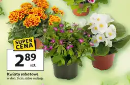 Auchan Kwiaty rabatowe oferta