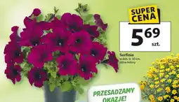 Auchan Surfinia oferta