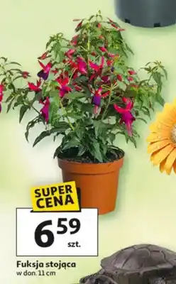 Auchan Fuksja stojąca oferta