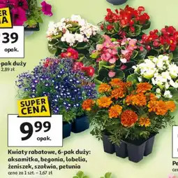 Auchan Kwiaty rabatowe 6-pak duży: aksamitka, begonia, lobelia, żeniszek, szałwia, petunia oferta