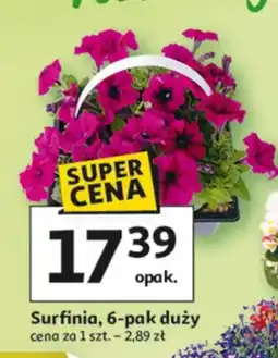 Auchan Surfinia 6-pak duży oferta