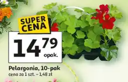 Auchan Pelargonia 10-pak oferta