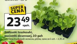 Auchan Sadzonki truskawki poziomki deserowej 10-pak oferta