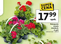 Auchan Pelargonia zonale standard 6-pak oferta