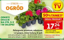 Auchan Pelargonia oferta