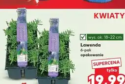 Kaufland Lawenda oferta