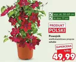 Kaufland Powojnik wielkokwiatowe pnącze oferta