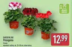 ALDI Pelargonia Gardenline oferta