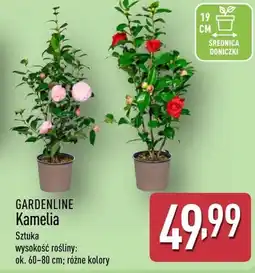 ALDI Kamelia Gardenline oferta