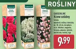 ALDI Krzew ozdobny Gardenline oferta