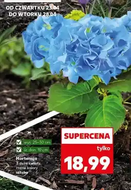 Kaufland Hortensja 3 duże kwiaty różne kolory oferta