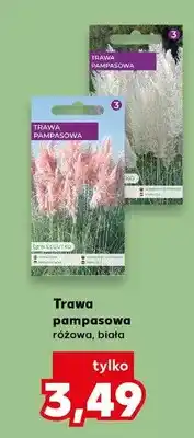 Kaufland Trawa pampasowa różowa biała oferta