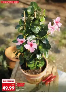 Kaufland Dipladenia piramida kwitnące pnącze oferta