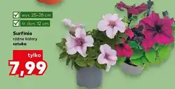 Kaufland Surfinia różne kolory oferta