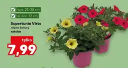 Kaufland Supertunia vista różne kolory oferta