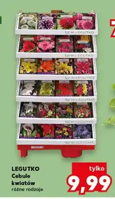 Kaufland Legutko cebule kwiatów różne rodzaje oferta