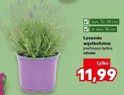 Kaufland Lawenda wąskolistna pachnąca bylina oferta