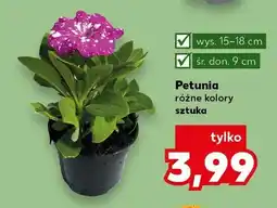 Kaufland Petunia różne kolory oferta