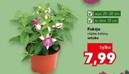 Kaufland Fuksja różne kolory oferta