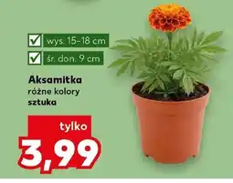Kaufland Aksamitka różne kolory oferta