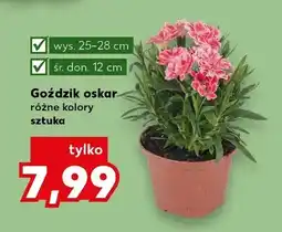 Kaufland Goździk oskar różne kolory oferta