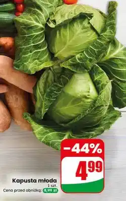 Dino Kapusta młoda oferta