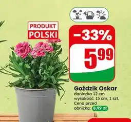 Dino Goździk Oskar oferta