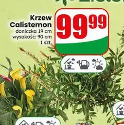 Dino Krzew Calistemon oferta