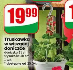 Dino Truskawka w wiszącej doniczce oferta