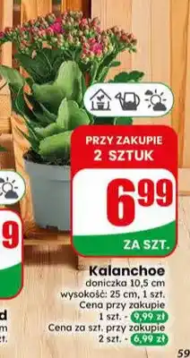 Dino Kalanchoe oferta