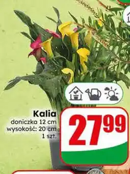Dino Kalia oferta