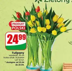Dino Tulipany oferta