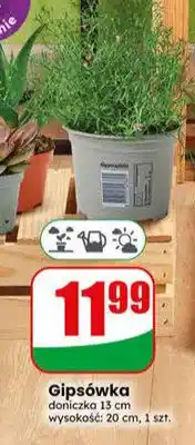 Dino Gipsówka oferta