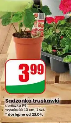 Dino Sadzonka truskawki oferta