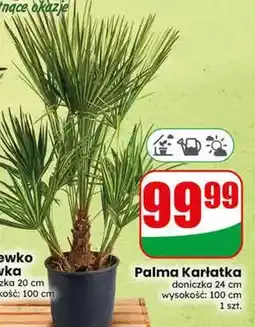 Dino Palma karatka oferta