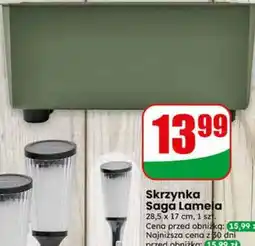 Dino Skrzynka Saga Lamela oferta