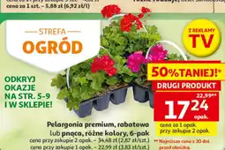 Auchan Pelargonia premium, rabatowa lub pnąca oferta