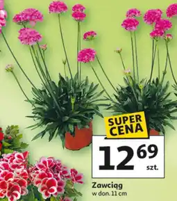 Auchan Zawciąg w don. 11 cm oferta