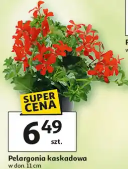 Auchan Pelargonia kaskadowa w don. 11 cm oferta
