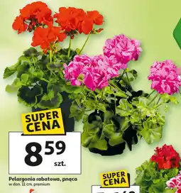 Auchan Pelargonia rabatowa, pnąca w don. 11 cm, premium oferta