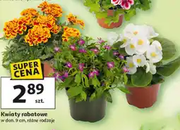 Auchan Kwiaty rabatowe w don. 9 cm, różne rodzaje oferta