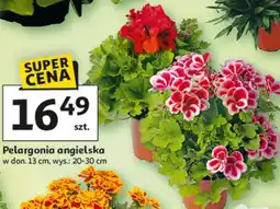 Auchan Pelargonia angielska w don. 13 cm, wys.: 20-30 cm oferta